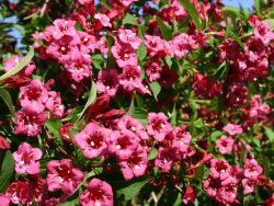 Weigelie 'Bristol Ruby' - Weigela 'Bristol Ruby'