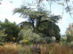 Blaue Atlaszeder - Cedrus atlantica 'Glauca'