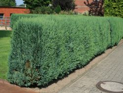 Blaue S�ulenzypresse / Scheinzypresse - Chamaecyparis laws.'Columnaris'