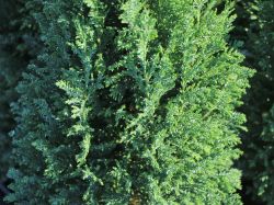 Blaue Kegelzypresse 'Ellwoodii' / Mooszypresse / Scheinzypresse - Chamaecyparis lawsoniana 'Ellwoodii'