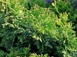 Zwerg-Mooszypresse 'Plumosa Nana' / 'Compacta' - Chamaecyparis pisifera 'Plumosa Nana' / 'Compacta'