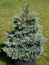 Kleine Silberzypresse - Chamaecyparis pisifera 'Boulevard'