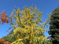 F�cherblattbaum / Ginkgobaum - Ginkgo biloba