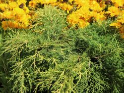 Gelber Wacholder - Juniperus media 'Old Gold'