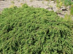 Teppichwacholder / Kriechender Heidewacholder - Juniperus communis 'Hornibrookii'