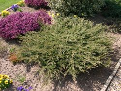Kriech-Wacholder / Kriechender Wacholder - Juniperus communis 'Repanda'
