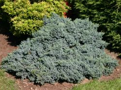 Blauer Zwerg-Wacholder - Juniperus squamata 'Blue Star'