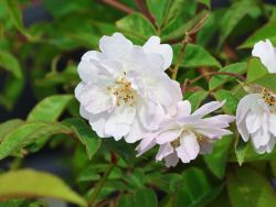 Ramblerrose 'Paul's Himalayan Musk Rambler' - Rosa 'Paul's Himalayan Musk Rambler'