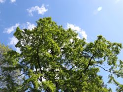 Urweltmammutbaum / Chinesisches Rotholz - Metasequoia glyptostroboides