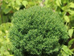 Kuschel-Lebensbaum / Lebensbaum 'Teddy' - Thuja occidentalis 'Teddy'