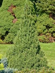 Zuckerhutfichte - Picea glauca 'Conica'