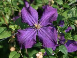 Clematis 'Polish Spirit' - Clematis viticella 'Polish Spirit'