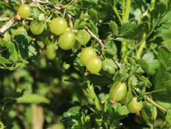 Stachelbeere 'Mucurines'   hellgr�n - Ribes uva-crispa 'Mucurines'