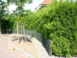 Lebensbaum / Thuja / Abendl�ndischer Lebensbaum - Thuja occidentalis