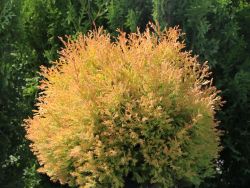 Gold-Lebensbaum 'Rheingold' - Thuja occidentalis 'Rheingold'