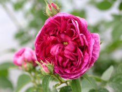 Historische Rose 'Charles de Mills' - Rosa 'Charles de Mills'
