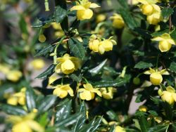 Immergr�ne Kissen-Berberitze 'Jytte' - Berberis candidula 'Jytte'