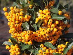 Feuerdorn 'Soleil d'Or' - Pyracantha coccinea 'Soleil d'Or'