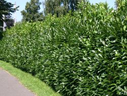 Kirschlorbeer / Lorbeerkirsche 'Caucasica' - Prunus laurocerasus 'Caucasica'
