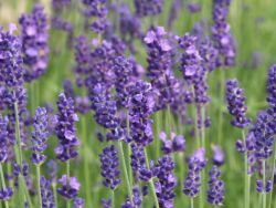 Echter Lavendel - Lavandula angustifolia