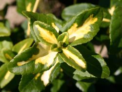 Goldgelber Spindelstrauch - Euonymus fortunei 'Sunspot'