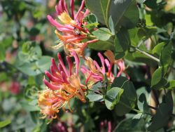 Gei�blatt / Gei�schlinge 'Goldflame' - Lonicera heckrottii 'Goldflame'
