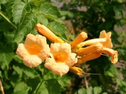 Trompetenblume 'Flava' / Gelbe Trompetenblume - Campsis radicans 'Flava'