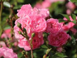Bodendeckerrose / Beetrose 'The Fairy' - Rosa 'The Fairy'