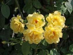 Kletterrose 'Golden Gate' � - Rosa 'Golden Gate' �