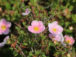 Fingerstrauch 'Princess' / Potentille � - Potentilla 'Princess'  �