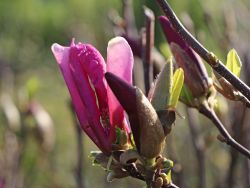 Purpur-Magnolie 'Susan' - Magnolia liliiflora 'Susan'