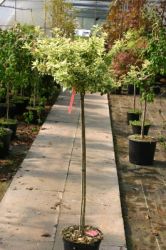 Wei�bunte Kriechspindel 'Emerald'n Gaiety' auf Stamm - Euonymus fortunei 'Emerald'n Gaiety' Stamm