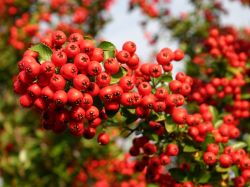Feuerdorn 'Red Column' - Pyracantha coccinea 'Red Column'