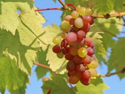 Weintraube 'Vanessa' � - Vitis 'Vanessa' �
