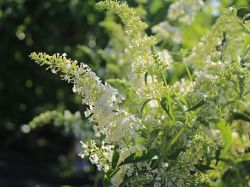 Sommerflieder / Schmetterlingsstrauch 'Dart's Ornamental White'