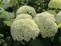 Ballhortensie 'Annabelle' - Hydrangea arborescens 'Annabelle'