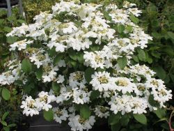 Japanischer Zwerg-Schneeball 'Watanabe' auf Stamm - Viburnum plicatum 'Watanabe' Stamm
