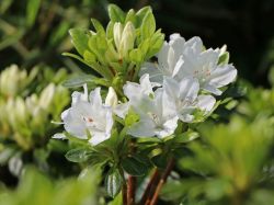 Japanische Azalee 'Kermesina Alba' - Rhododendron obtusum 'Kermesina Alba'