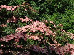 Japanischer Blumen-Hartriegel 'Satomi'  � - Cornus kousa 'Satomi' �