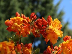 Laubabwerfende Azalee 'Sunte Nectarine' 25 - 30 cm 15,70 Euro/St�ck
