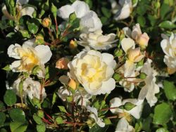 Bodendeckerrose 'Heidesommer' � - Rosa 'Heidesommer' �