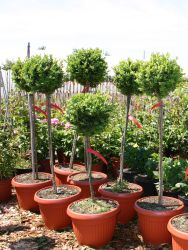 Buchsbaum St�mmchen - Buxus sempervirens St�mmchen