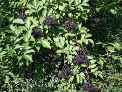 gro�fr�chtige Fliederbeere 'Haschberg'