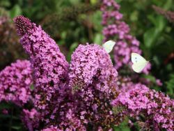 Sommerflieder / Schmetterlingsstrauch 'Pink Delight'