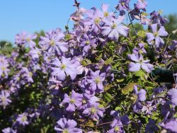 Clematis 'Prince Charles' - Clematis viticella 'Prince Charles'