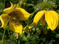 Clematis 'Bill McKenzie' - Clematis orientalis 'Bill McKenzie'