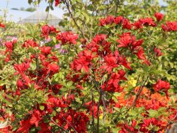 Laubabwerfende Azalee 'Nabucco' 30 - 40 cm 19,70 Euro/St�ck