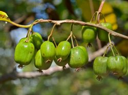 Kiwi 'Issai' selbstfruchtend - Actinidia arguta 'Issai'