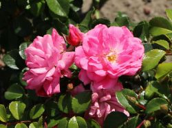 Bodendeckerrose 'Palmengarten Frankfurt' � - Rosa 'Palmengarten Frankfurt' �