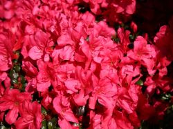 Japanische Azalee 'Maruschka' (S) - Rhododendron obtusum 'Maruschka' (S)